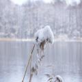 Schilf im Schnee (tn_100_4039.jpg) Zeesner See im Landkreis Dahme Spreewald